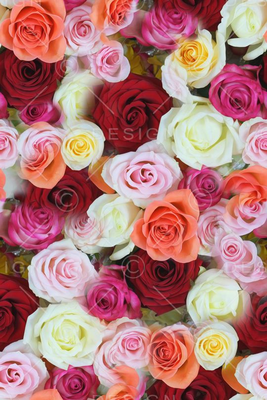 大花印花华亿平台图片