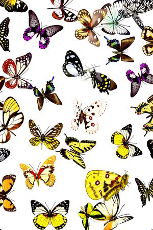 蝴蝶印花华亿平台图片