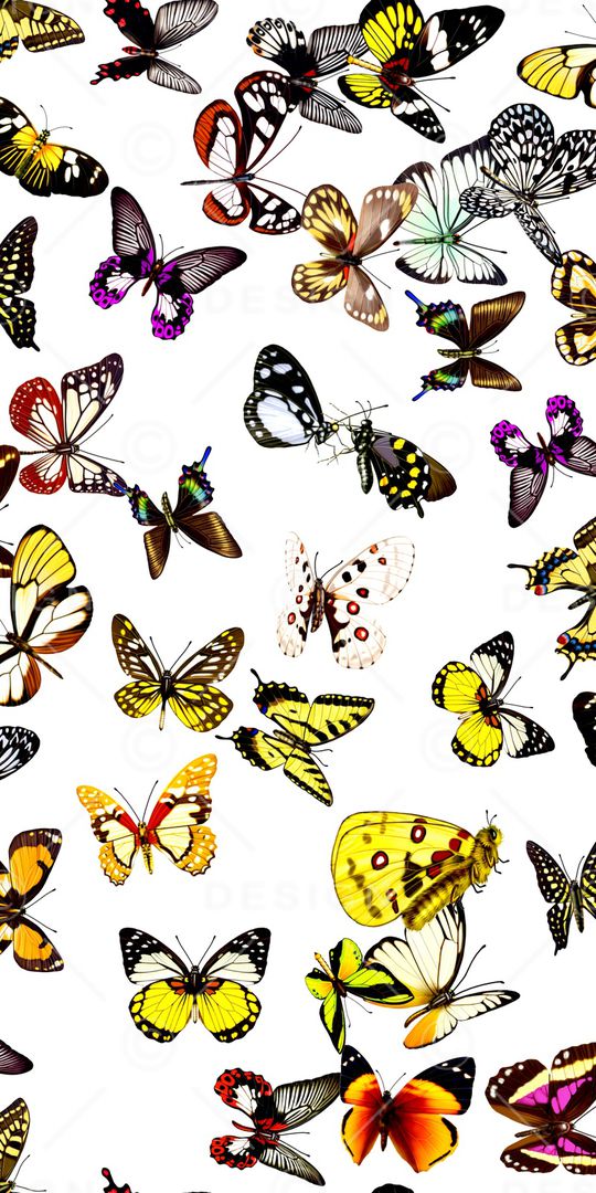 蝴蝶印花华亿平台图片