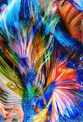 金鱼印花华亿平台图片