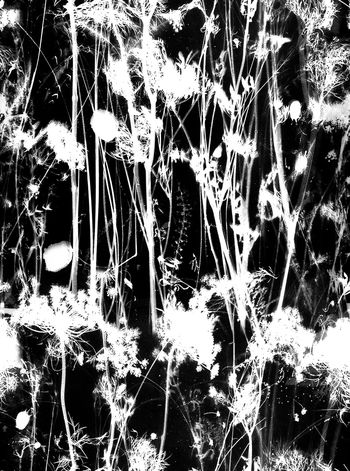 733010-大牌水墨海洋花卉-黑白