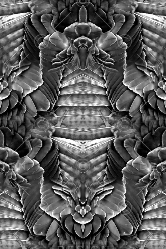 翅膀印花华亿平台图片