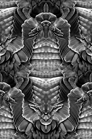 翅膀印花华亿平台图片