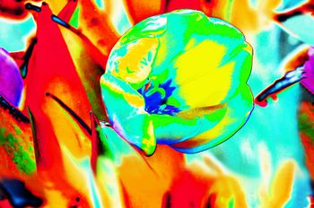 玫瑰印花华亿平台图片