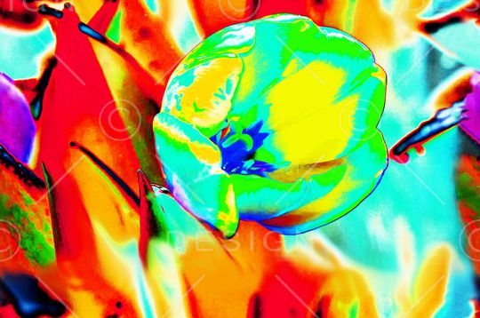 玫瑰印花华亿平台图片