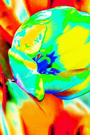 玫瑰印花华亿平台图片