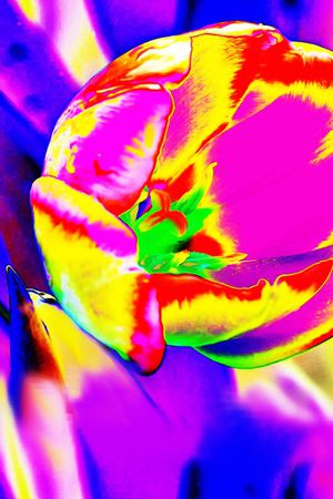 玫瑰印花华亿平台图片