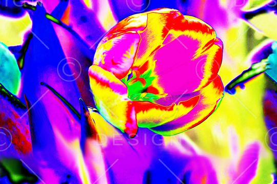 玫瑰印花华亿平台图片