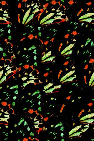 动物纹印花华亿平台图片