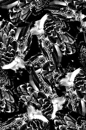 翅膀印花华亿平台图片