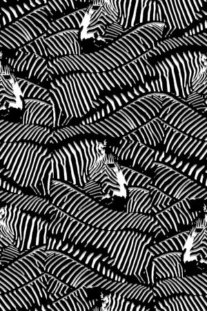 斑马纹理印花华亿平台图片