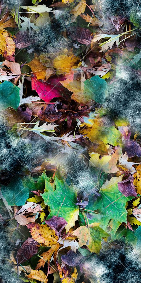 枫叶印花华亿平台图片