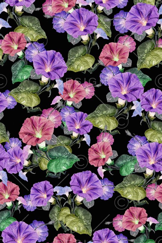 牵牛花印花华亿平台图片