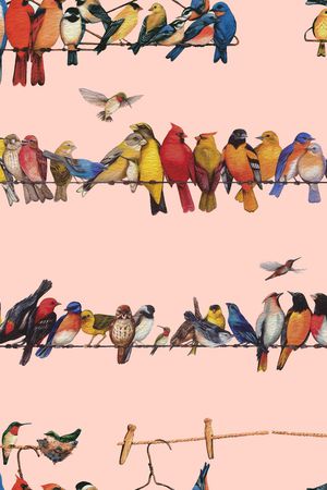 百鸟图印花华亿平台图片