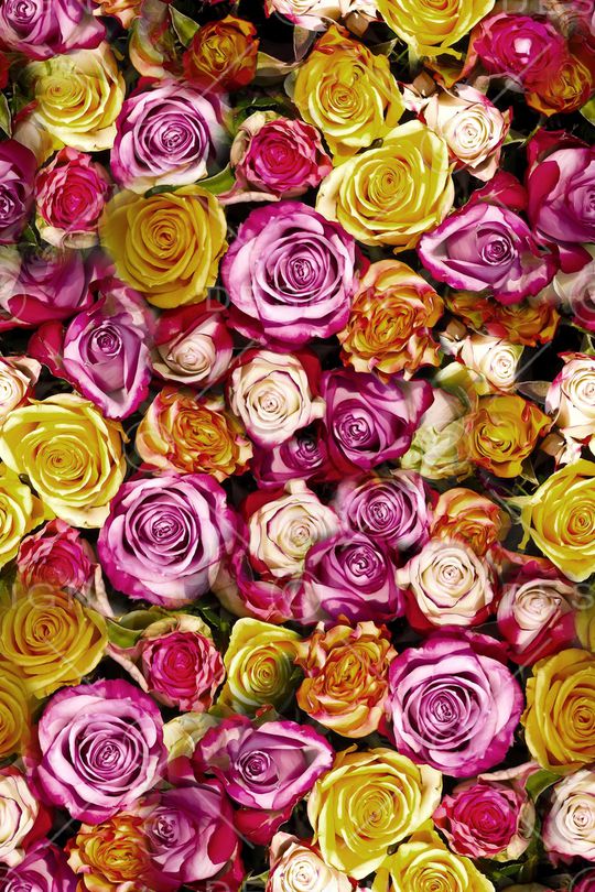 满版花卉印花华亿平台图片