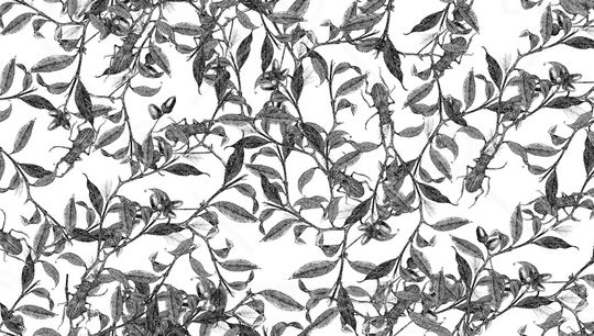 黑白花印花华亿平台图片