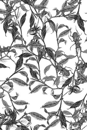 黑白花印花华亿平台图片