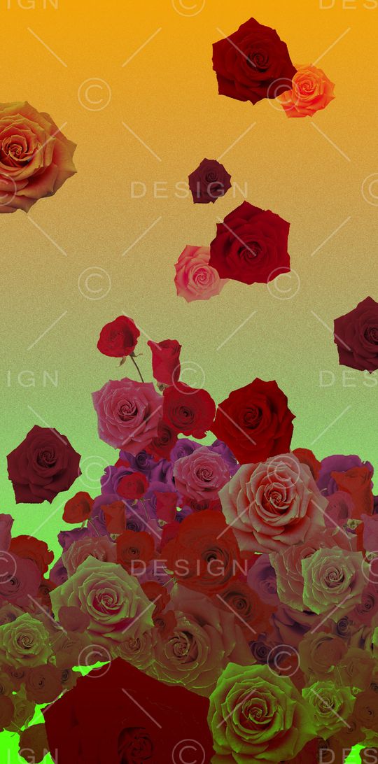 玫瑰印花华亿平台图片