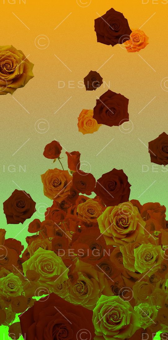 玫瑰印花华亿平台图片