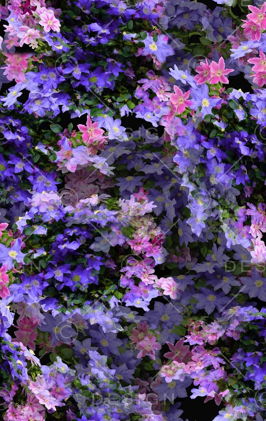 牵牛花印花华亿平台图片