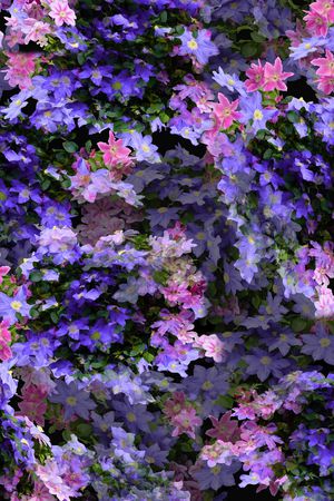 牵牛花印花华亿平台图片