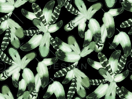 羽毛印花华亿平台图片