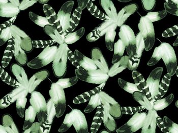 羽毛印花华亿平台图片