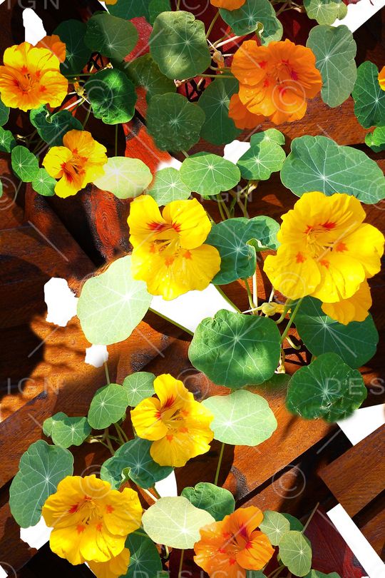 女装印花华亿平台图片