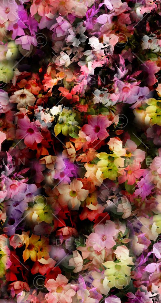 蒲公英印花华亿平台图片