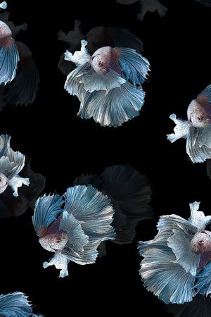 鱼印花华亿平台图片