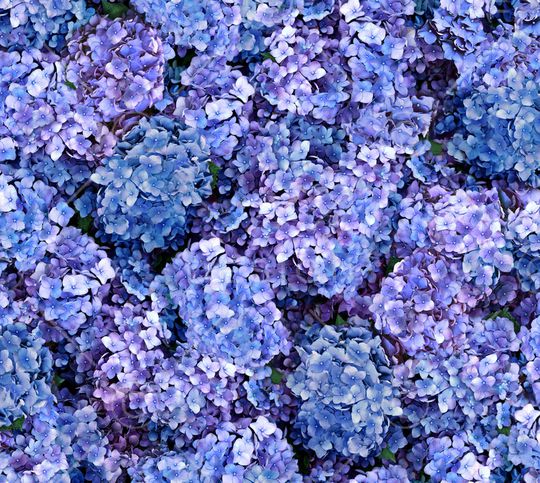 花瓣印花华亿平台图片