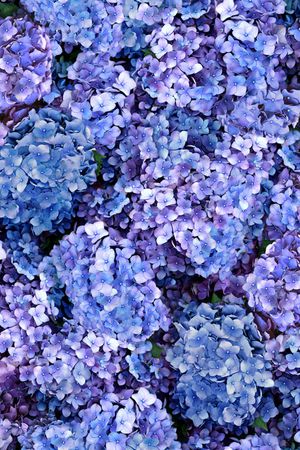 花瓣印花华亿平台图片