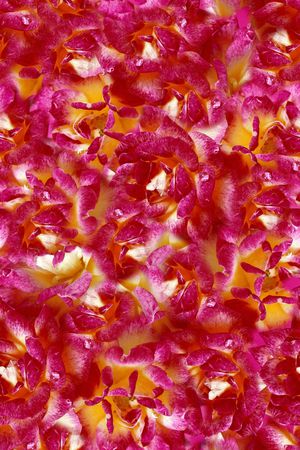 丝巾女装家纺印花华亿平台图片