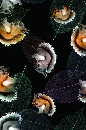 松鼠印花华亿平台图片