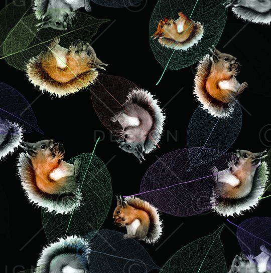 松鼠印花华亿平台图片