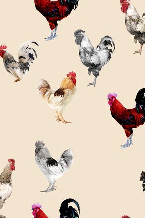 鸡年华亿平台印花华亿平台图片