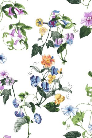 牵牛花印花华亿平台图片