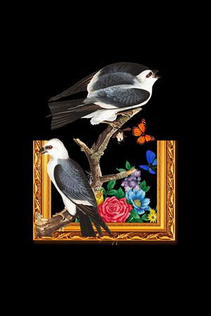 小鸟印花华亿平台图片