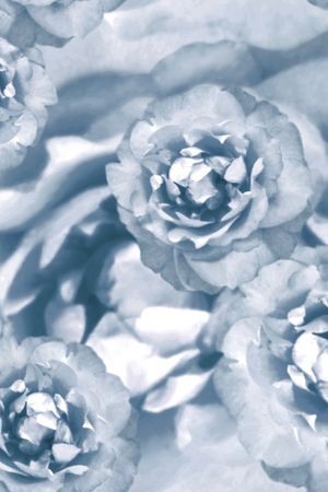 牡丹印花华亿平台图片