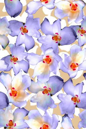 玉兰花印花华亿平台图片