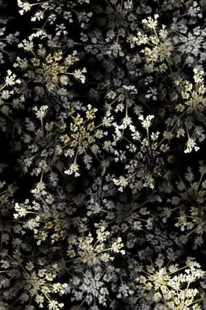 兰花印花华亿平台图片