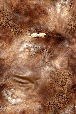 动物纹印花华亿平台图片