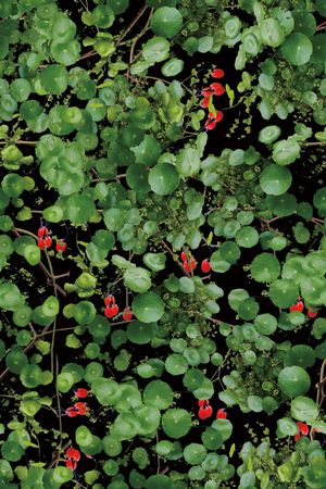 绿叶印花华亿平台图片