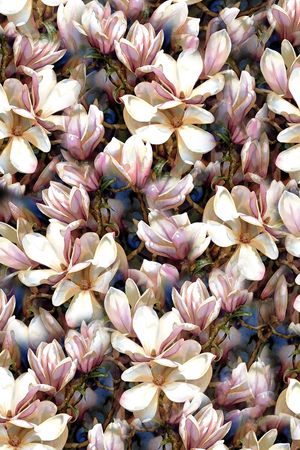 乱花印花华亿平台图片