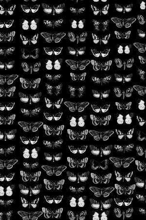 蝴蝶印花华亿平台图片