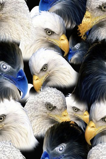 老鹰印花华亿平台图片