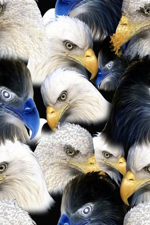 老鹰印花华亿平台图片