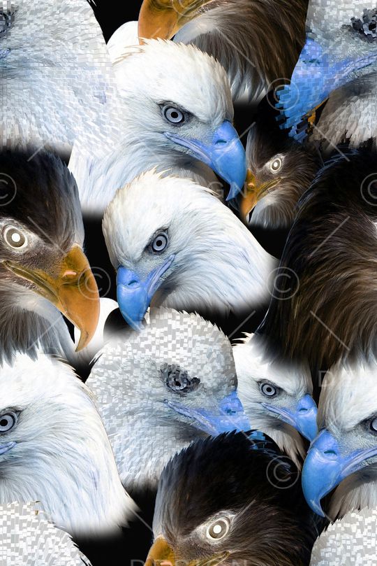 老鹰印花华亿平台图片