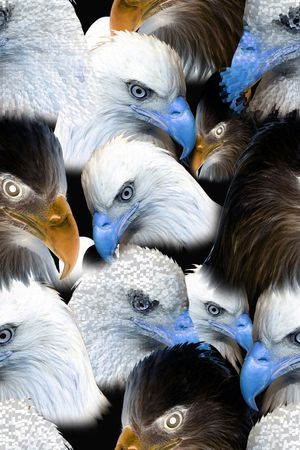 老鹰印花华亿平台图片