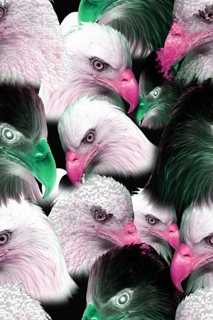 老鹰印花华亿平台图片